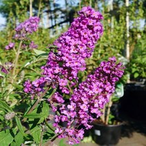 붓들레아 다크핑크 17cm화분 부들레야 포트묘, 1개