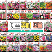 다년생 꽃씨모음 접시꽃 패랭이꽃 데이지 연꽃 하늘바라기 카네이션 에린지움 머스크멜로, 14.연꽃
