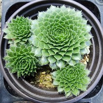 꽃나무팜 잉글랜드 칼카레움바위솔 월동다육이 국민다육 반려식물 선별배송 다육이키우기