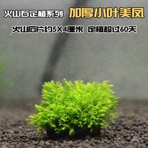 어항 그린 조미봉모스침목 풀 심는 것은 정하 조경 독 송이버섯 삼각 MOSS 빈백 괴고사리 2267706718, 화산석 정식함 -두꺼운 미 봉