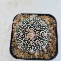 [메카다육]48-1105 슈퍼투구(실생 선인장)화분포함 다육식물 선인장 다육금 다육철화 두들레야 아프리카식물 코노피튬 하월시아 수입다육이 국민이