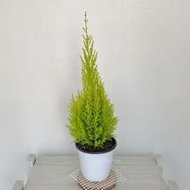 율마(중) 피톤치드가나오는 공기청정식물 율마키우기, 상세페이지 참조