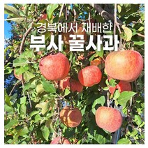 경북 꿀사과 부사 사과 2kg 가정용 시세 유명한곳