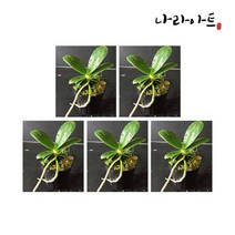 나라아트 난 대엽풍란 5포트 풍란 동양란 난화분