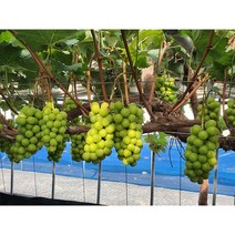 샤인머스켓 청포도묘목 접목1년 포트묘 망고포도