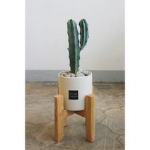 에메랄드 그린빛의 선인장 용신목