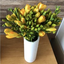 프리지아일반대50송이, 50송이