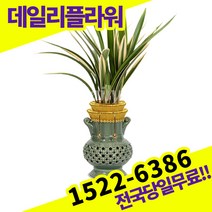 태양관 동양란 동양난 승진 영전 이취임 개업 축하 고급 난배달 당일 배송