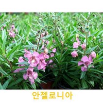 초화식물/야생화 안젤로니아 화분모종 4개(L0088)