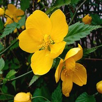 순희농장 황매화묘목 황매화나무묘목 5주 홑황매화나무, 황매화분(홑꽃) 100cm (5개)