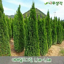착한가격나무생각 에메랄드그린 1.3m~1.4m