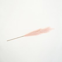 메종드노르딕 북유럽 갈대 뮬리 팜파스 인테리어 조화 가지, 핑크