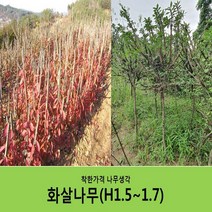 착한가격 나무생각 화살나무(H1.5~1.7)독립수