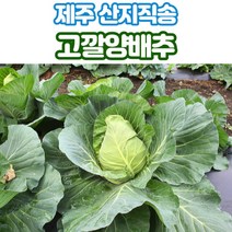 산지직송 제주 고깔양배추 꼬깔양배추 양배추 3kg 5kg, 고깔양배추_5kg