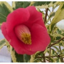 갠이불농원 동백월의취설 야생화