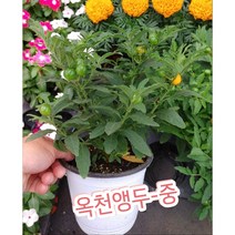 옥천앵두-중/동글동글 예쁜 열매가 정말 사랑스러운 옥천앵두