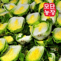 [모단농장-3월까지 판매]괴산절임배추 20kg/배추작황풍년(6~9포기), 2월8일출고-9일도착