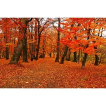 가을 분위기 소품 장식 인테리어 단풍나무 숲 사진 배경 자연 풍경 떨어지는 나뭇잎 창 강 스튜디오, 199.Vinyl 270x180cm - NBK43312