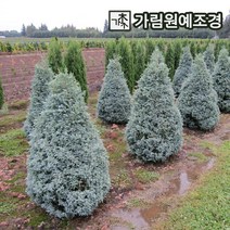 블루버드 상록수 정원수 가림원예조경, 블루버드 삽목2년생(10개세트)