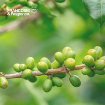 프랑스와즈 유기농 그린커피씨드 오일, 100ml