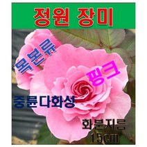 SA3/ 목본류 정원장미(중륜다화성)-핑키:화분지름15cm