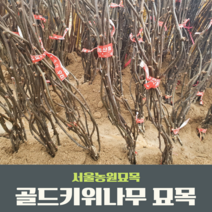 서울농원묘목/골드키위나무 2년생특묘 암묘목3/수분수1 묶음상품 웰빙황금색과일 골드다래, 골드키위 암묘목3개/수분수1개