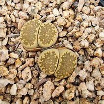 리톱스 줄리2 키우기 예쁜 다육 식물 랜덤, 단품, 1개