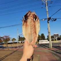 국내산 반건조 민어 5미