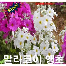 해피(희귀씨앗) 말라코이데스앵초(삼단앵초) 혼합색 15립, 상세페이지 참조