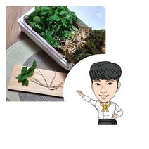 새싹삼 100뿌리내외 2개 산양삼티백 1개 면역력강화 강원도새싹삼 풍부한사포닌 피부건강 면역력에좋은음식, 새싹삼+새싹삼+산양삼티백 1개