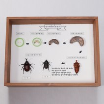 (JLS) 장수풍뎅이 한살이 7종세트 한살이표본 (300x400x70mm) 생물성장과정 곤충표본