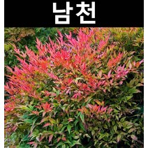 남천 키80cm 1개/나무 묘목/활엽수/정원용
