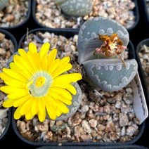 오체니아나 리톱스 꽃피는 가을 다육이 귀욤 다육235