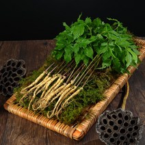 [산지직송] 영동 새싹삼 50뿌리 (소/중/대) 잎 줄기 뿌리를 모두 먹는 건강한 어린 인삼, 소 (14cm 내외) - 50뿌리
