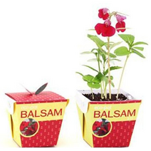 친환경 홈가드닝 종이 꽃 화분 봉선화 eco pot 자연학습 식물키우기