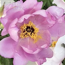 목단(모란) 묘목 개화주 입고 금강원예, 토종목단 분홍 H0.5, 1개