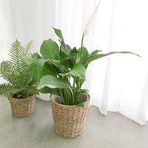 실내 공기 미세먼지 정화 식물 거실 화분 극락조 여인초 아레카야자 뱅갈고무나무 키우기 집들이, 스파티필름(소형)