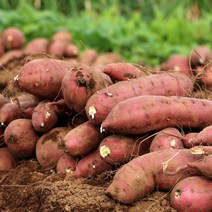 [산지직송상품][무료배송] 더맑음 충남 당진 꿀 하루까 밤고구마&호박고구마 10kg, 세척 호박고구마 10kg 소한입사이즈