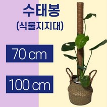 몬스테라 수태봉 70cm 100cm 식물지지대 코코봉 지주대 사은품 식물고정용 벨크로 가든타이, 70cm4개