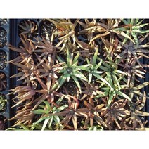 (원진약초농원) 2년생 와송모종 10주(10개), (대묘)