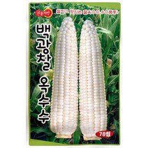 보라찰옥수수씨앗 70립 옥수수씨앗(C0126), 상세페이지 참조