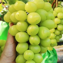 샤인머스켓제철 고당도샤인머스켓망고포도 포도제철, 샤인머스켓1kg
