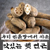 구씨아줌마 국산 햇 연근 생연근 흙연근 통연근 특품 1kg 3kg 5kg 10kg, 연근(특) 5kg