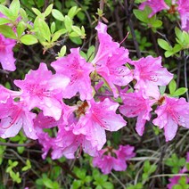 리서스원예 철쭉나무 철쭉묘목 자산홍 5주 묶음