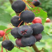 DR준베리(발레리나) 삽목2년 포트, 주