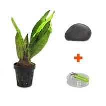 바보사랑 DIY 마이플랜츠 황호석 미크로소리움 .미미네아쿠아