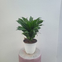 무배특가 플랜테리어 거실화분 드라세나 콤팩타 콤펙타 중품 35-50cm 99