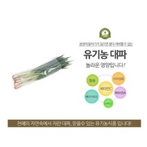 국내산 친환경대파 300g 한단 유기농 흙 대파 뿌리포함, 1kg