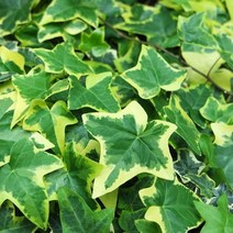 황금줄사철/포트(10개)/꽃모종/묘목/dd2031