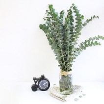 유칼립투스 생화 실내공기정화 블랙잭 미세먼지 해충퇴치 방향제 식물인테리어, 1단